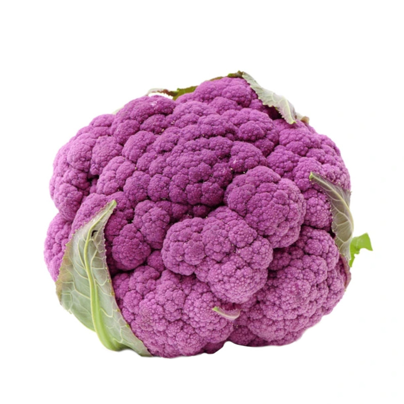 Cvetača (vijolična)